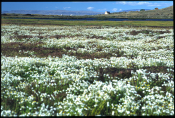 calafate-01.jpg