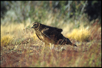 calafate-02.jpg