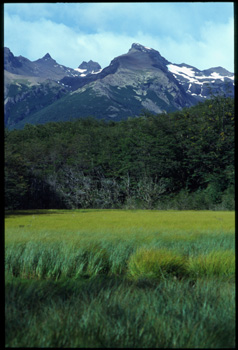 calafate-06.jpg