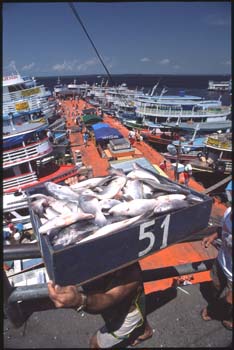 manaus-06.jpg