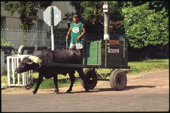 marajo-04.jpg