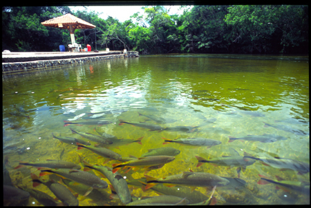 bonito-03.jpg