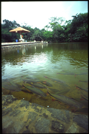 bonito-04.jpg