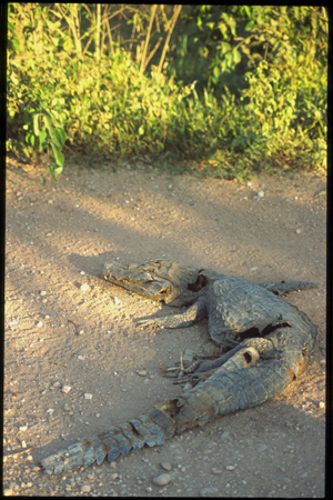 pantanal-10.jpg