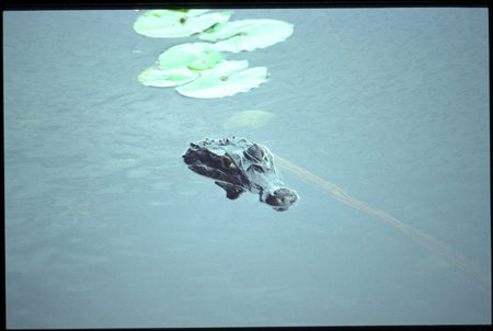 pantanal-13.jpg