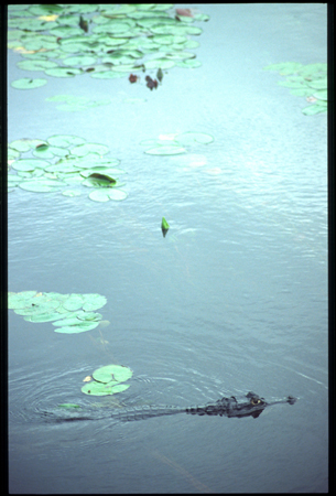 pantanal-14.jpg