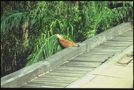 pantanal-15.jpg