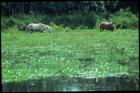 pantanal-21.jpg