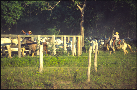 pantanal-22.jpg