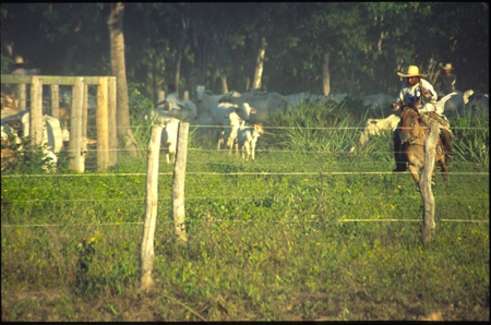 pantanal-24.jpg