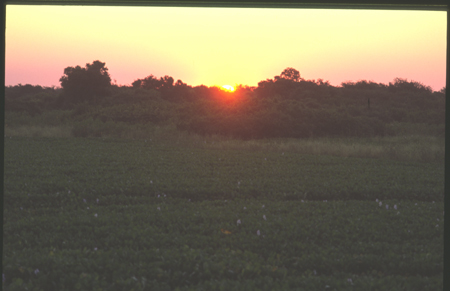 pantanal-28.jpg