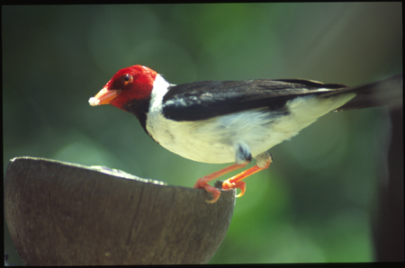 pantanal-29.jpg