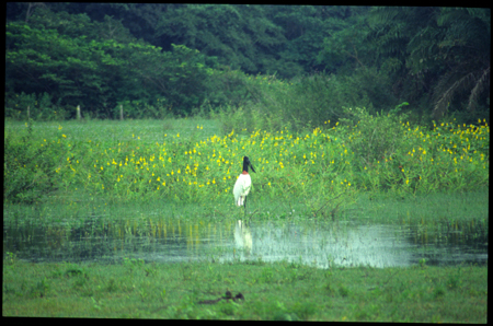 pantanal-31.jpg