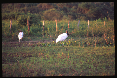 pantanal-32.jpg