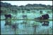 bresil - pantanal - pantanal-18.jpg