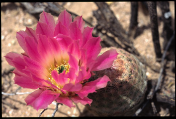 catorce-05.jpg