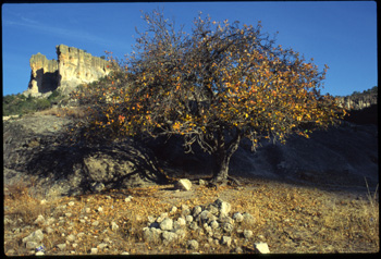 norogachi-04.jpg