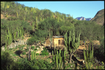 tarahumara-07.jpg