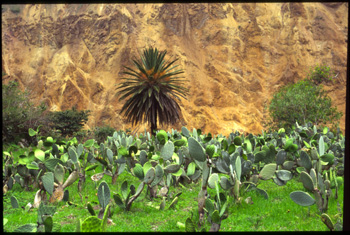 colca-04.jpg