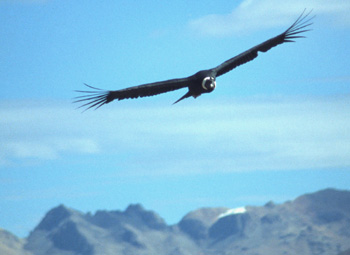 condor-02.jpg