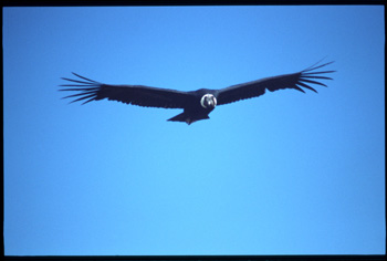 condor-03.jpg