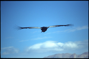 condor-04.jpg