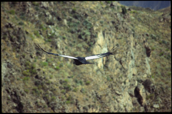 condor-07.jpg