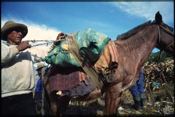 acopalca-03.jpg