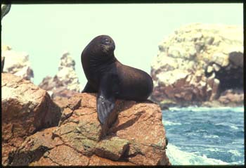 paracas-08.jpg